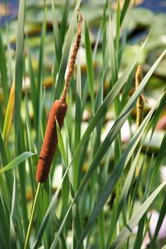 This may contain: a bug crawling on top of green grass next to water