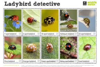 Ladybirds