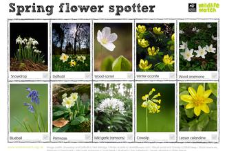 spring flowers