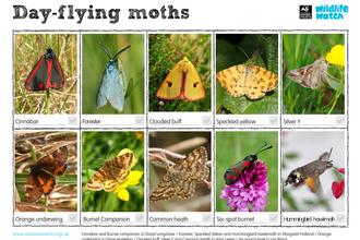 Day flying moths