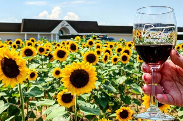 Field of sunflowers and a hand holding a glass of wine