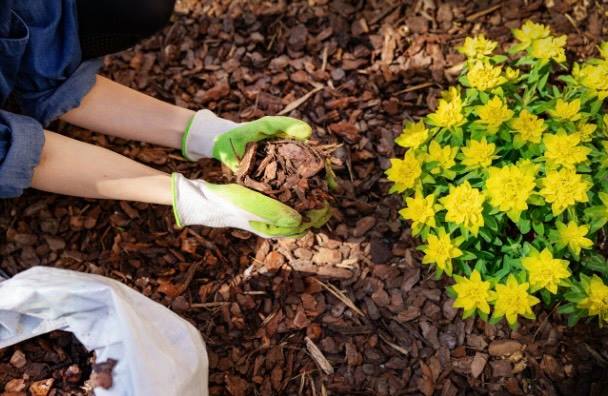 gardening adding mulch to plants