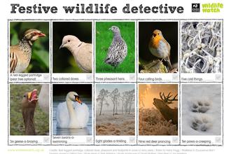Festive wildlife
