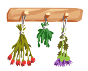 tied bunches of flowers hanging on pegs to dry