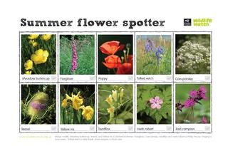 Summer flower spotter