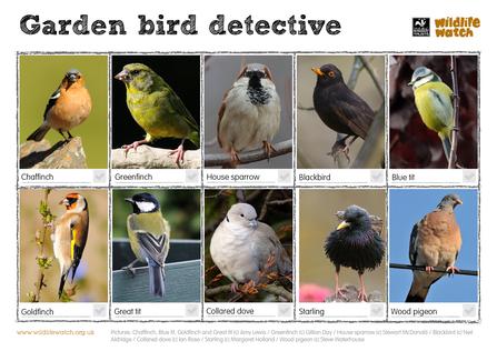 Garden birds detective