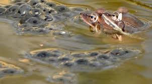 Pristine Ponds Be Gone! - Wildlife ...
