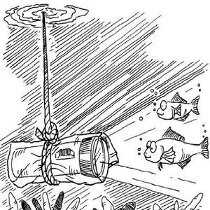 Fish Activities