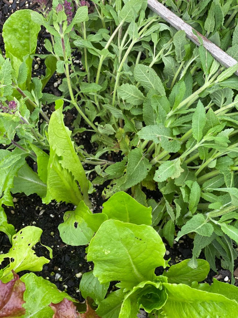 5 Ways To Clean Up Your Garden For Summer cabbage