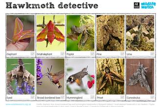 Hawkmoths