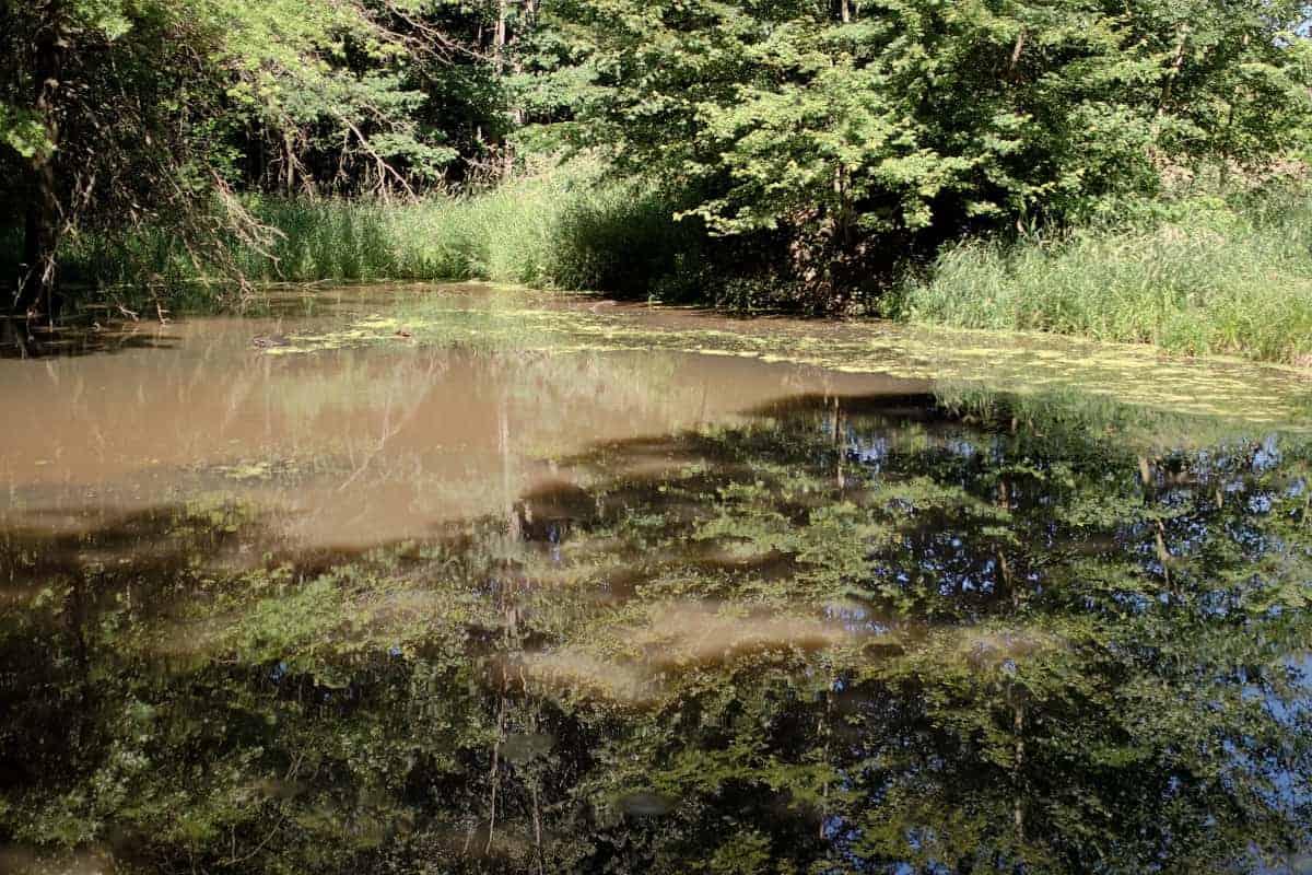 Pond nature study with kids -Exploring Ponds with Kids