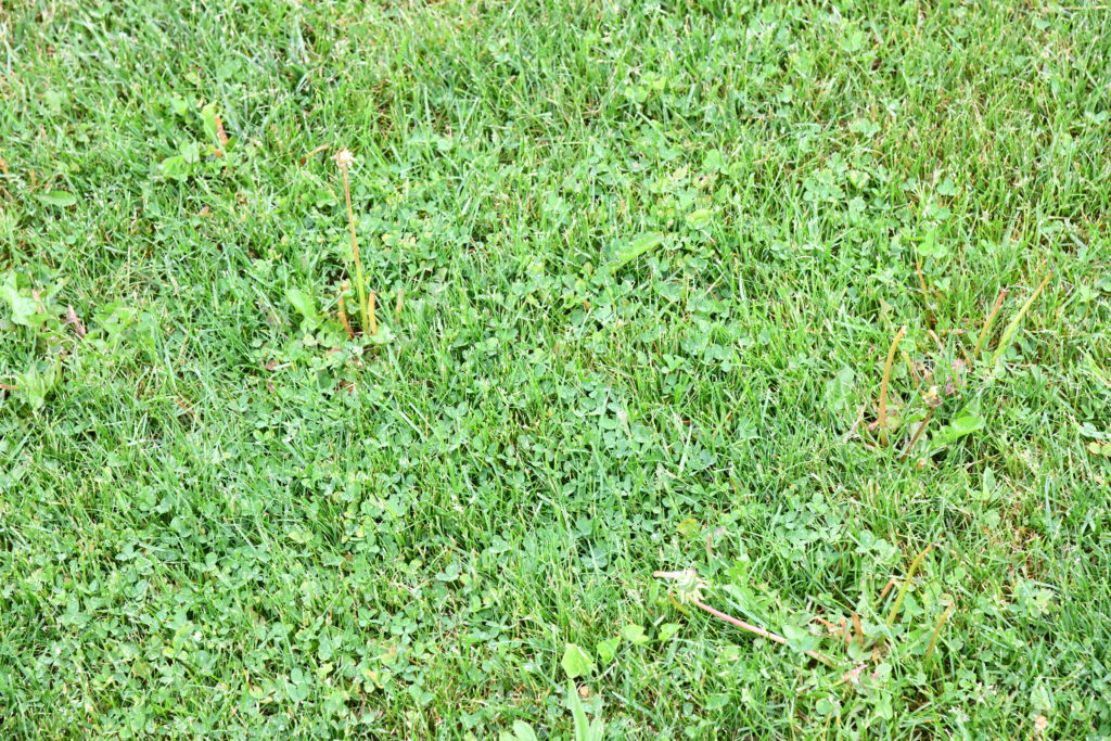 weeds in your lawn