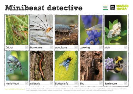 minibeasts