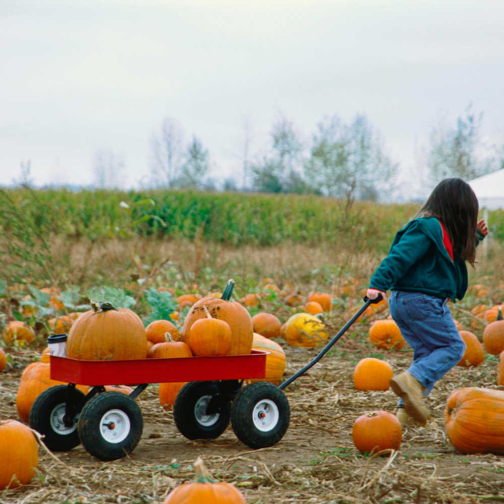 Fun Outdoor Activities With Kids - Pumpkin Patch