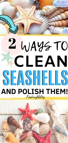 This may contain: two ways to clean seashells and polish them with text overlay that reads 2 ways to clean seashells and polish them