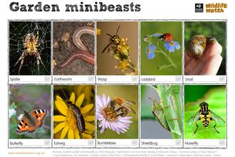 Garden minibeasts