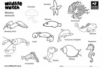 Marine colouring in