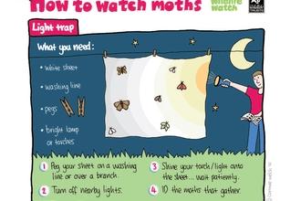 Moth trap (light)