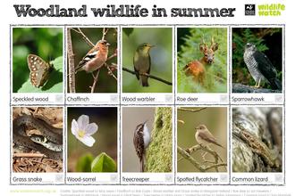 Woodland wildlife summer 