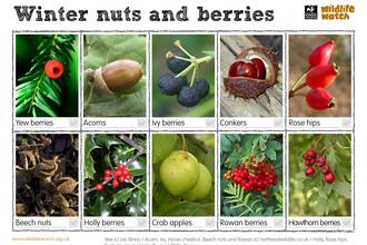 Winter nuts