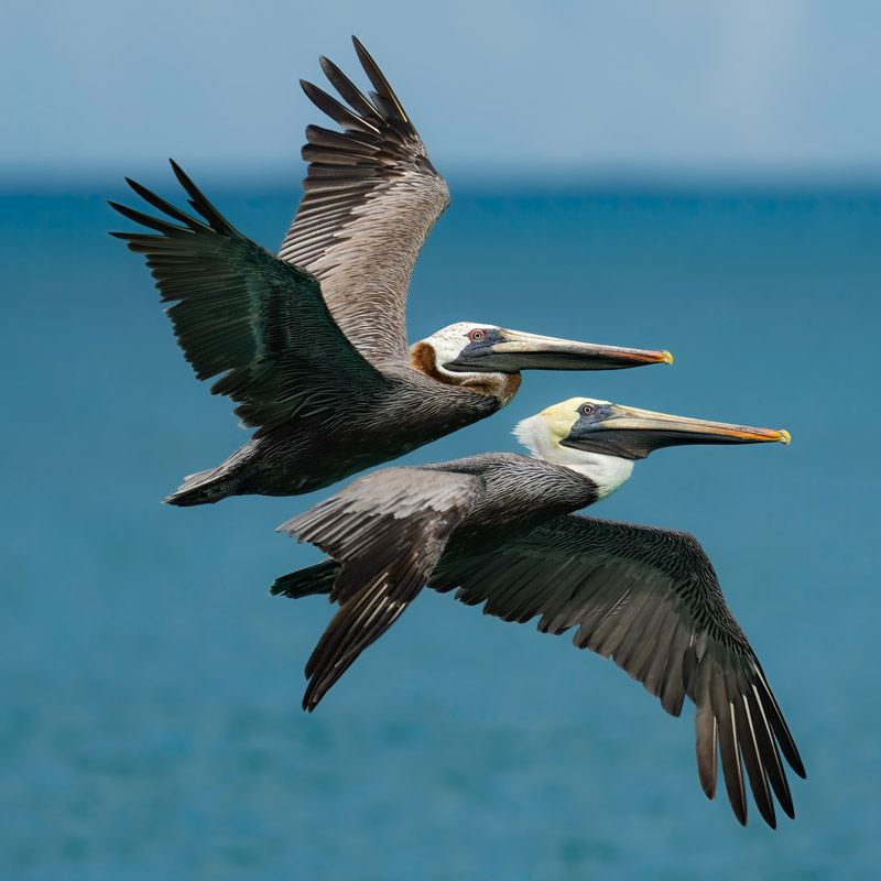 Photo: Alex Spielman/Audubon Photography Awards