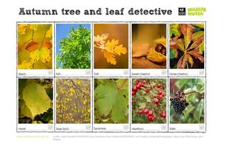 Autumn leaf