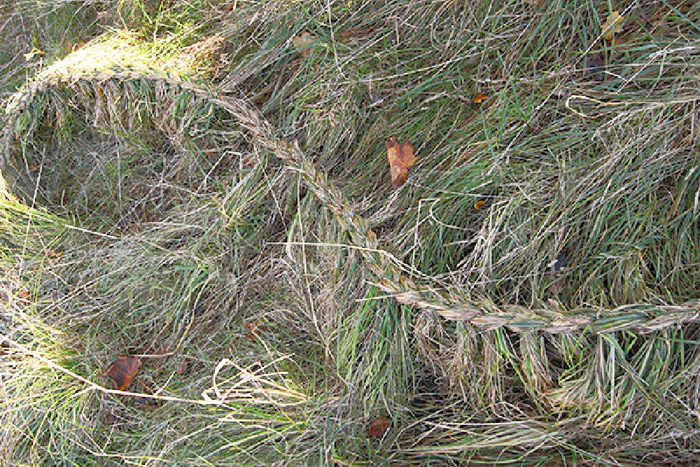 Fun Outdoor Activities For Kids - Braiding Grass