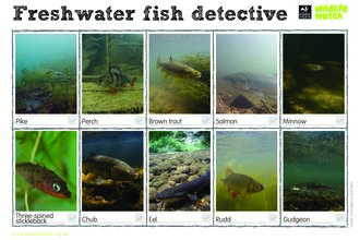 Freshwater fish