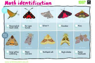 moth Id