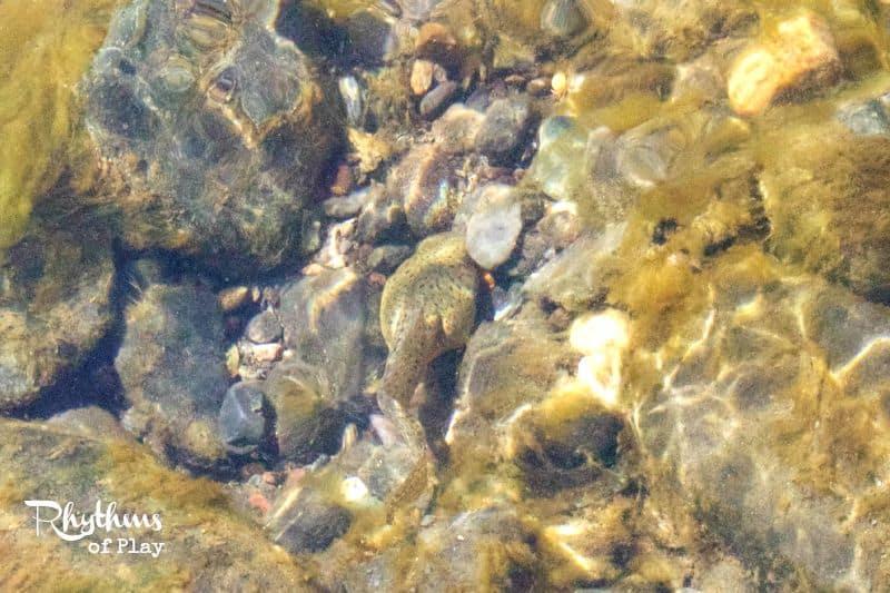 Play in a Creek
