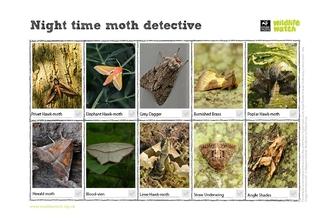 Night moths