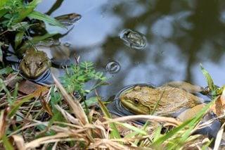 Frogs, Pond, Native Garden
Shutterstock.com
New York, NY