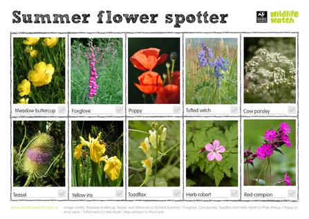 Summer flowers
