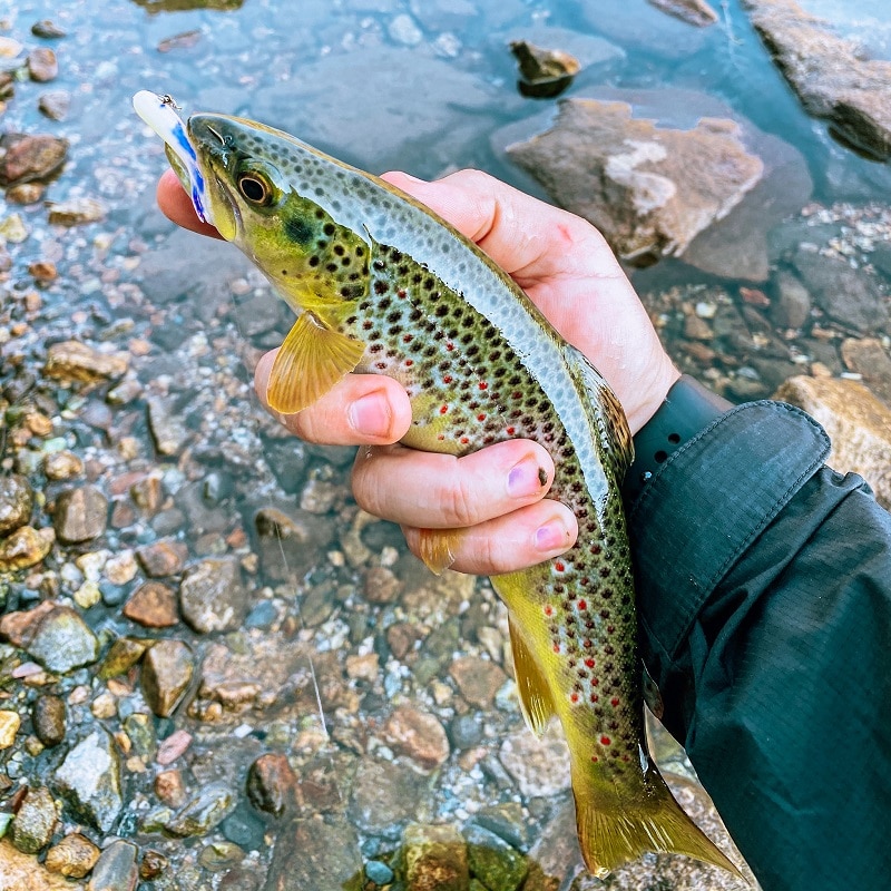 caught a fish