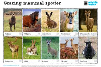 grazing mammals