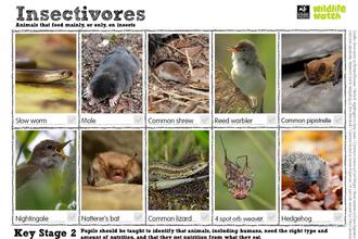 insectivores