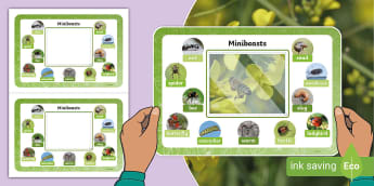 I Spy Nature Frame: Minibeasts | Twinkl