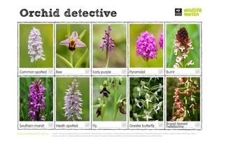 Orchid spotter