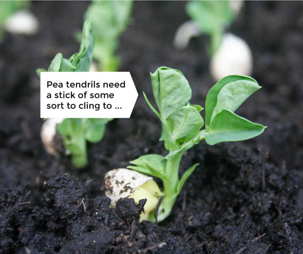 Pea tendrils need support to grow vertically successfully