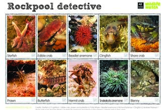 rockpool spotter sheet