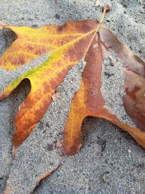 A close-up of a leaf

Description automatically generated with low confidence