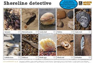 Shoreline detective spotting sheet