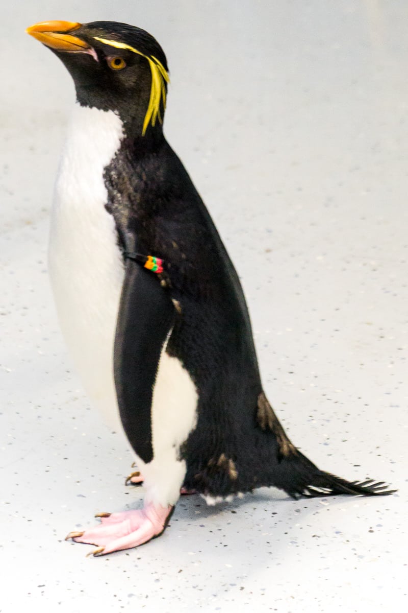 Cute penguins to meet at SeaWorld San Antonio