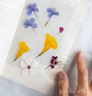 Flowers pressed flat in a book after 2.5 weeks