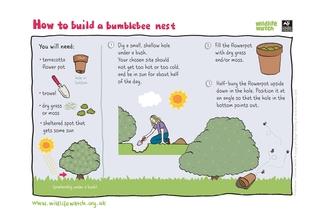 bumblebee nest