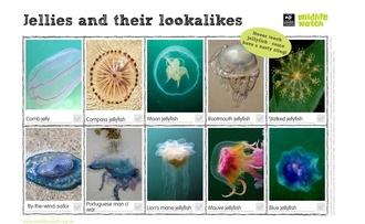 jellyfish