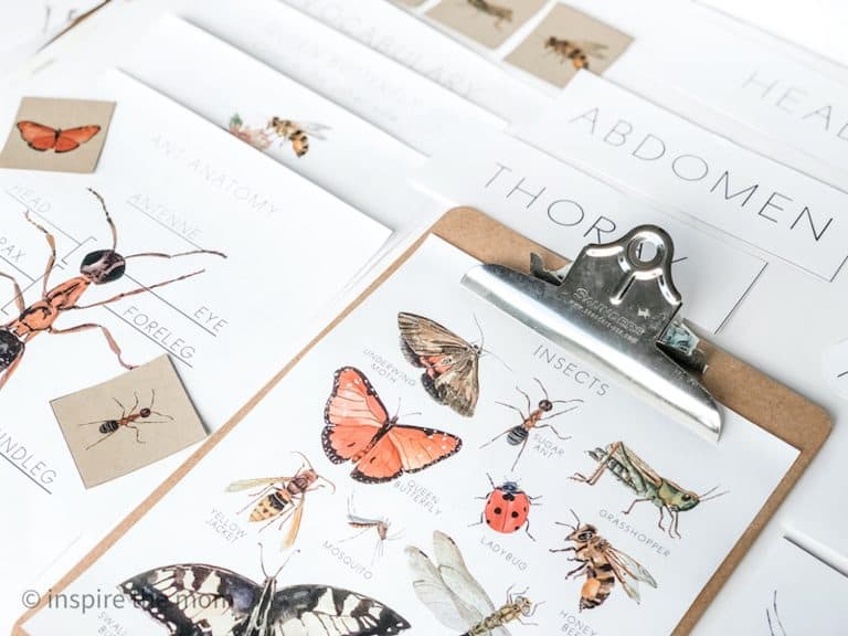 intersting insects poster