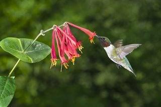 Honeysuckle Vine, Native Plant, Hummingbird
Shutterstock.com
New York, NY
