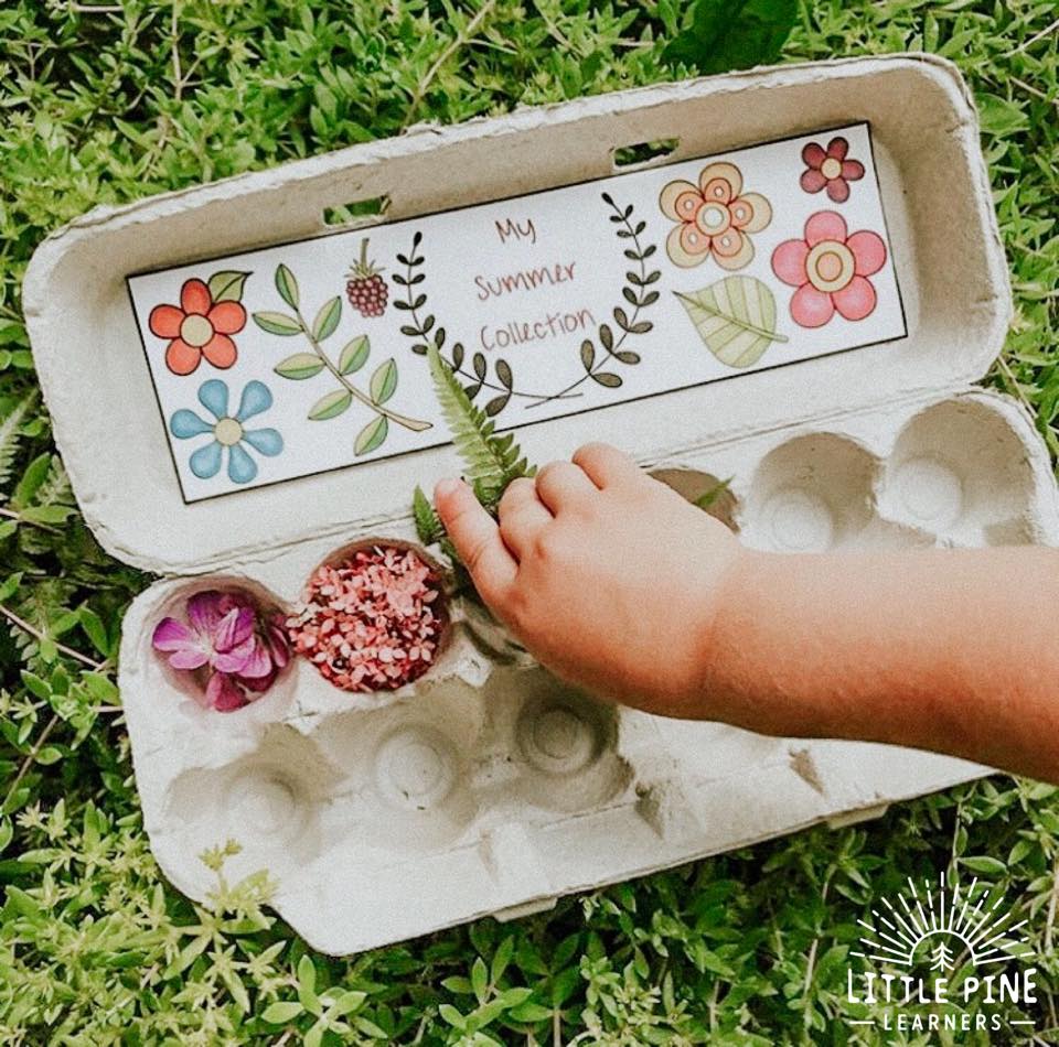 Egg carton collection!