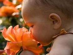 This may contain: a baby smelling some orange flowers in the grass